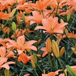 Lilium Pastel Shades Mix For Naturalizing 12 Lilium Pastel Shades Mix For Naturalizing -Olivia Plants Sales x600 26277