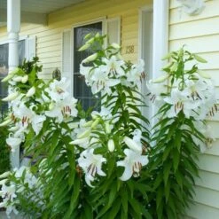 Lilium 'Casa Blanca' -Olivia Plants Sales x600 26344