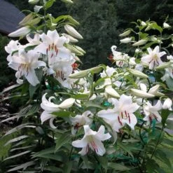 Lilium 'Casa Blanca' -Olivia Plants Sales x600 26345