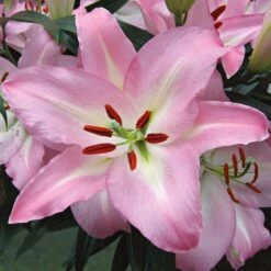 Lilium 'Pink Pearl'