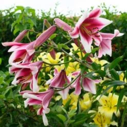 Lilium 'Silk Road' -Olivia Plants Sales x600 26350