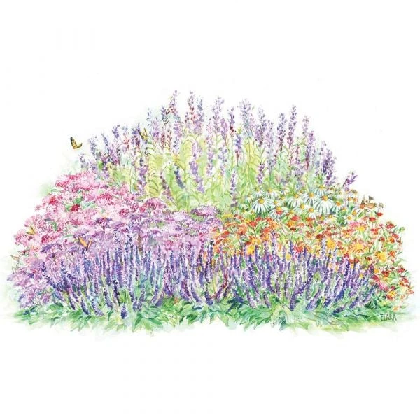 Monarch Butterfly Perennial Garden 4 Monarch Butterfly Perennial Garden - Image 4