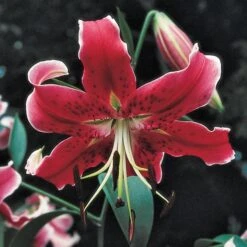 Lilium Mix - The Perfumed Garden -Olivia Plants Sales x600 26368