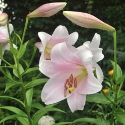 Lilium Mix - The Perfumed Garden -Olivia Plants Sales x600 26370
