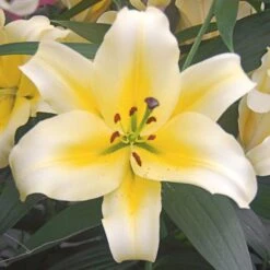 Lilium Mix - The Perfumed Garden -Olivia Plants Sales x600 26372