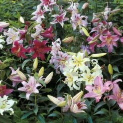 Lilium Mix - The Perfumed Garden -Olivia Plants Sales x600 26373