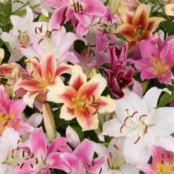Lilium Mix - The Perfumed Garden -Olivia Plants Sales x600 26374