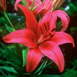 Strawberries & Cream Lilium Mix 19 Strawberries & Cream Lilium Mix -Olivia Plants Sales x600 26376