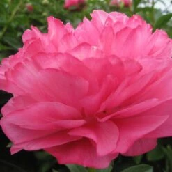 Peony 'Joker' -Olivia Plants Sales x600 26389