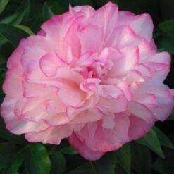 Peony 'Joker' -Olivia Plants Sales x600 26442
