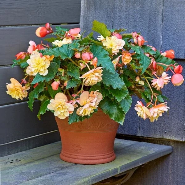 Sicilian Lemon Pot 1 Sicilian Lemon Pot