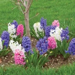 Hyacinthus May Day Bouquet Mix -Olivia Plants Sales x600 26545