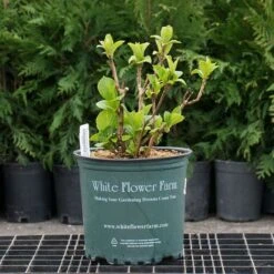 Hydrangea Macrophylla Everlasting® Amethyst -Olivia Plants Sales x600 26579 2