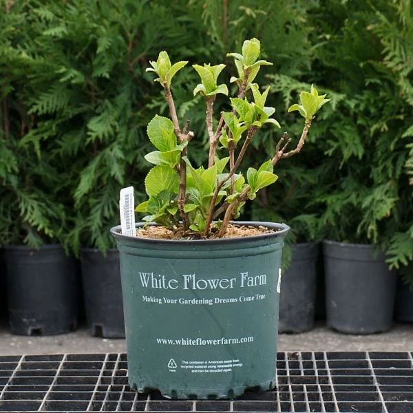 Hydrangea Macrophylla 'Wedding Gown' 4 Hydrangea Macrophylla 'Wedding Gown' - Image 4