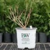 Hydrangea Paniculata Little Lime® - 1 Gallon Pot