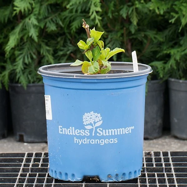 Hydrangea Macrophylla Endless Summer® Summer Crush® 4 Hydrangea Macrophylla Endless Summer® Summer Crush® - Image 4