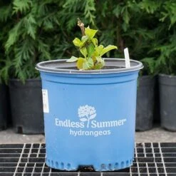 Hydrangea Macrophylla Endless Summer® 15 Hydrangea Macrophylla Endless Summer® -Olivia Plants Sales x600 26581