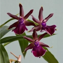 Zygopetalum Orchid 'Red Bird' -Olivia Plants Sales x600 26582
