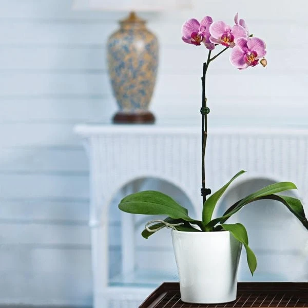 Pink Moth Orchid In 5" White Ceramic Cachepot 3 Pink Moth Orchid In 5" White Ceramic Cachepot - Image 3