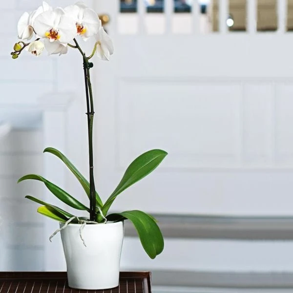 White Moth Orchid In 5" White Ceramic Cachepot 2 White Moth Orchid In 5" White Ceramic Cachepot - Image 2