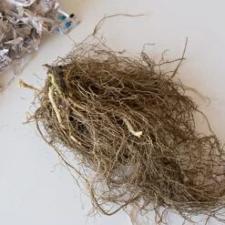 Phlox 'Fashionably Early Princess' 7 Phlox 'Fashionably Early Princess' -Olivia Plants Sales x600 26634