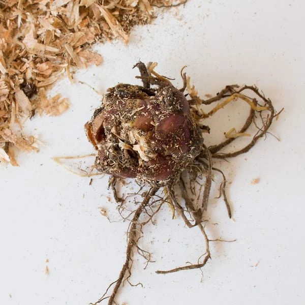 Lilium Speciosum Rubrum 2 Lilium Speciosum Rubrum - Image 2