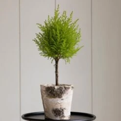 Lemon Cypress Topiary In 5" Birch Cachepot