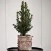 Dwarf Alberta Spruce Tree In 4" Square Birch Cachepot