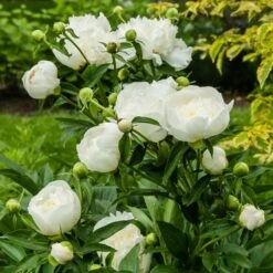 Peony 'Duchesse De Nemours' -Olivia Plants Sales x600 26879