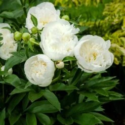 Peony 'Duchesse De Nemours' -Olivia Plants Sales x600 26887