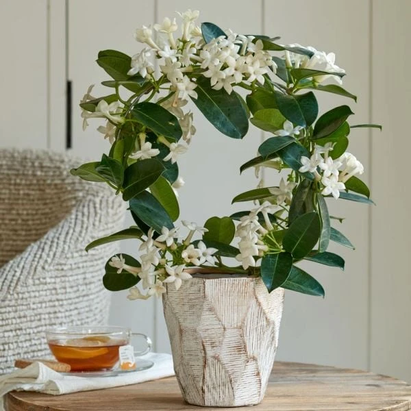 Stephanotis In 5" Ceramic Cachepot 1 Stephanotis In 5" Ceramic Cachepot