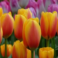 Next Generation Perennial Tulip Mix -Olivia Plants Sales x600 27075