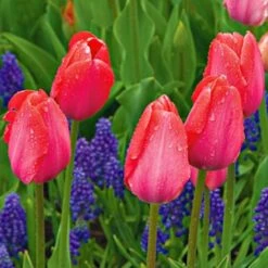 Next Generation Perennial Tulip Mix -Olivia Plants Sales x600 27076