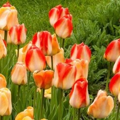 Next Generation Perennial Tulip Mix -Olivia Plants Sales x600 27078