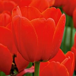 Next Generation Perennial Tulip Mix -Olivia Plants Sales x600 27080