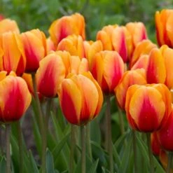 Next Generation Perennial Tulip Mix -Olivia Plants Sales x600 27082