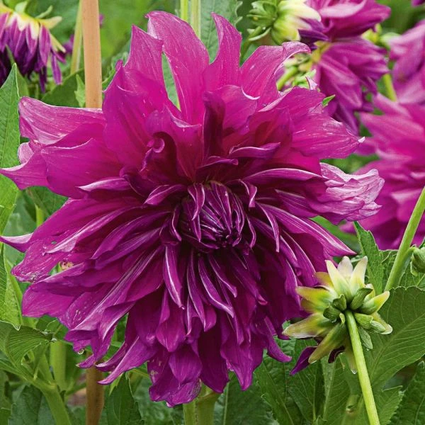 Dahlia 'Taiheijo' 2 Dahlia 'Taiheijo' - Image 2