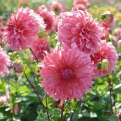 Dahlia 'Islander' -Olivia Plants Sales x600 27131