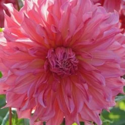 Dahlia 'Islander' -Olivia Plants Sales x600 27132