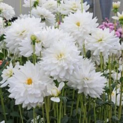 Dahlia 'Eternal Snow' -Olivia Plants Sales x600 27134