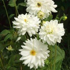 Dahlia 'Eternal Snow' -Olivia Plants Sales x600 27135