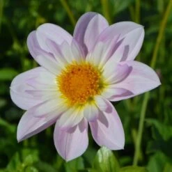 Dahlia 'Teesbrooke Audrey' -Olivia Plants Sales x600 27311