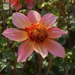 Dahlia 'Totally Tangerine' -Olivia Plants Sales x600 27325