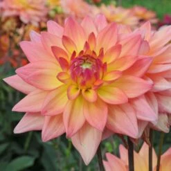 Dahlia 'Melody Dora' 7 Dahlia 'Melody Dora' -Olivia Plants Sales x600 27327