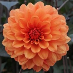 Dahlia 'David Howard' -Olivia Plants Sales x600 27328
