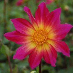 Dahlia 'Bright Eyes' 6 Dahlia 'Bright Eyes' -Olivia Plants Sales x600 27331