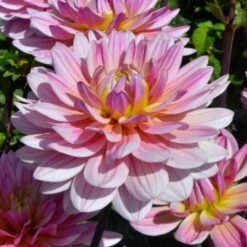 Dahlia 'Pink Magic' 5 Dahlia 'Pink Magic' -Olivia Plants Sales x600 27337