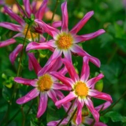 Dahlia 'Honka Pink' 5 Dahlia 'Honka Pink' -Olivia Plants Sales x600 27341