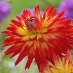 Dahlia 'Karma Bon Bini' -Olivia Plants Sales x600 27349