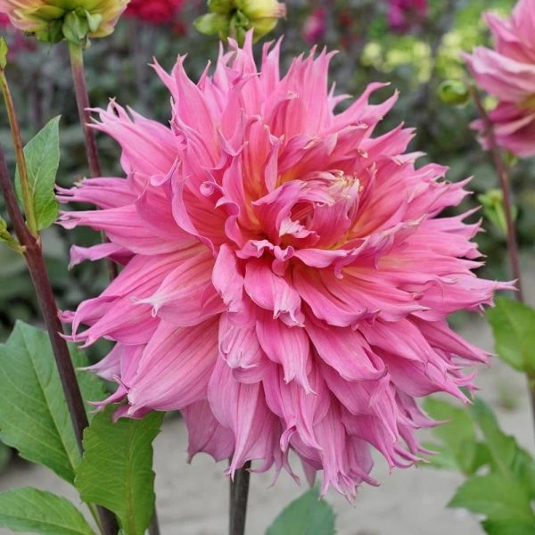 Dahlia 'Omega' 2 Dahlia 'Omega' - Image 2